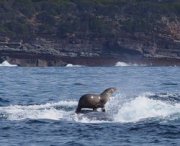 La foca che fa surf su una balena