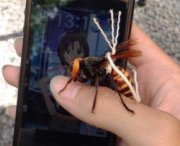 Addomestica una vespa gigante