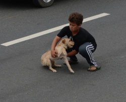 Attraversa l'autostrada per salvare un cane