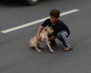 Attraversa l'autostrada per salvare un cane