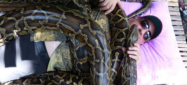 Zoo offre massaggi con pitoni giganti