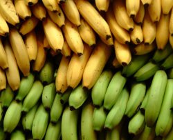Le banane sono a rischio estinzione