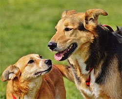 Si prende cura di 735 cani che nessuno vuole