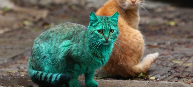 Un gatto verde smeraldo