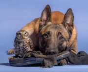 Un cane  e un gufo inseparabili