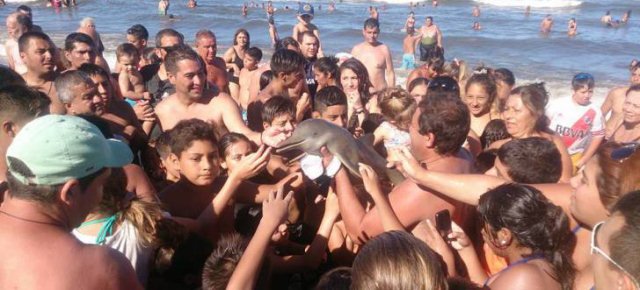 Piccolo delfino ucciso dai selfie dei turisti