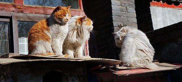 Houtong, la città dei gatti