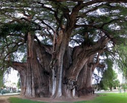 L'albero famoso che incanta il Messico