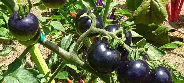 Ecco i pomodori neri, che fanno bene!