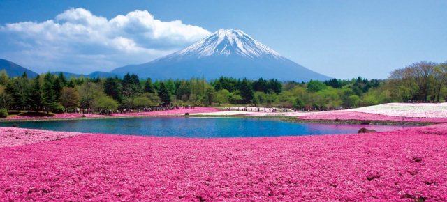 La collina rosa di Hokkaido