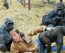 Milionario dedica la vita ai gorilla