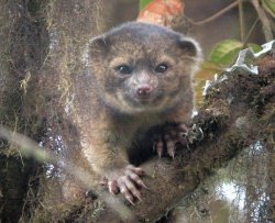 Scoperto nuovo mammifero: l'olinguito