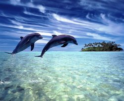 Delfini si drogano con l'aria del pesce palla