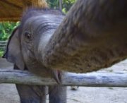 Ecco l'elefante che si è scattato un selfie