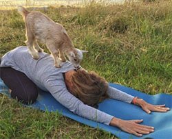 Fare yoga con le capre funziona meglio