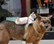 Gatto cavalca un cane con occhiali da sole