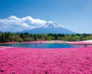 La collina rosa di Hokkaido