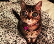 Matilda, la gatta con gli occhi da alieno