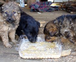 Il suo lavoro? Assaggiare cibo per animali