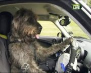Anche i cani guidano!