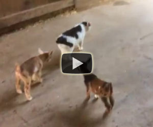Due caprette cercano di fare amicizia con un gatto