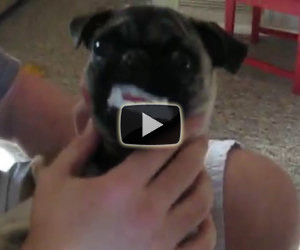 27 cani mascherati per Halloween