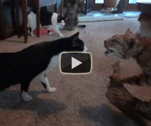 4 gatti contro una lince imbalsamata