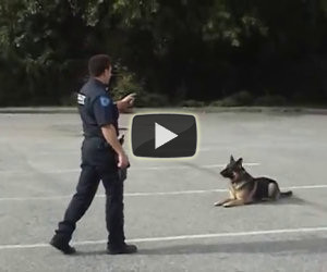 L'agente punta solamente il dito, guardate cosa fa questo cane