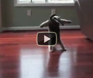 La compilation degli animali bulli