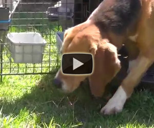 Beagle vedono il sole per la prima volta