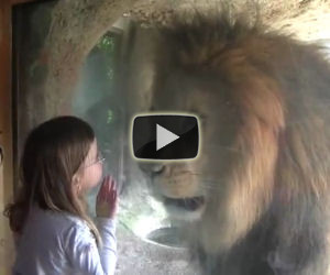 Bimba cerca di dare un bacio al leone, la sua reazione è incredibile