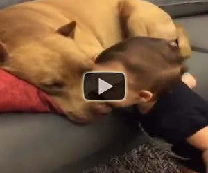 Un bimbo bacia il suo cane mentre dorme, ecco la sua reazione