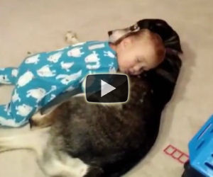 Il bimbo sta morendo di sonno, il suo cane gli fa da cuscino
