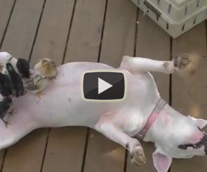 Bull terrier fa la mamma chioccia