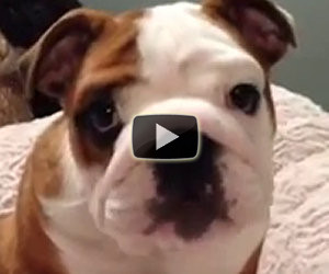 Bulldog felice per il nuovo letto
