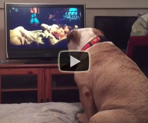 Il bulldog guarda un film horror e si spaventa come un umano
