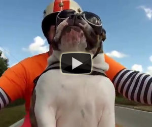 Bulldog motociclista saluta la gente