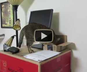 Insegnare al proprio gatto a giocare a caccia al tesoro