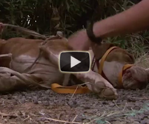 Un cane abbandonato e legato vivo viene salvato da degli angeli