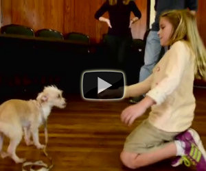 Tende la mano ad un cane abbandonato, ecco la sua reazione