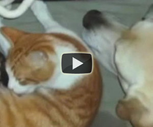 La gatta sta partorendo, il cane la aiuta in modo incredibile