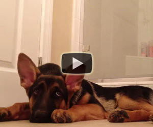 Cane canta col padrone in bagno