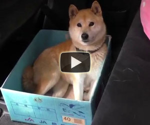 Al cane piace viaggare in una scatola, ecco lo scherzo del padrone