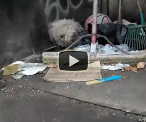 Cane cieco vive nella spazzatura, ciò che fanno è miracoloso