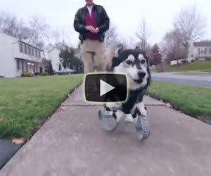 Il cane che corre felice sulle sue nuove zampe stampate in 3D