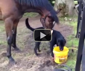 Il cane fa amicizia con un cavallo, i due diventano inseparabili