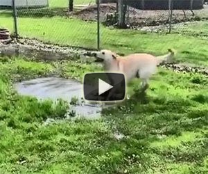 Cane fa tip tap sulla pozzanghera e si diverte un mondo