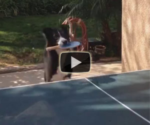 Questo cane si diverte giocando a ping pong con il suo padrone