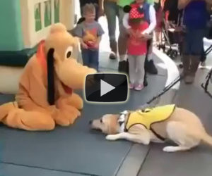 Il cane incontra Pluto a Disneyland, la sua reazione è tutta da ridere