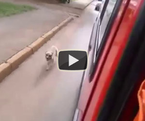 Cane insegue il padrone sull'ambulanza